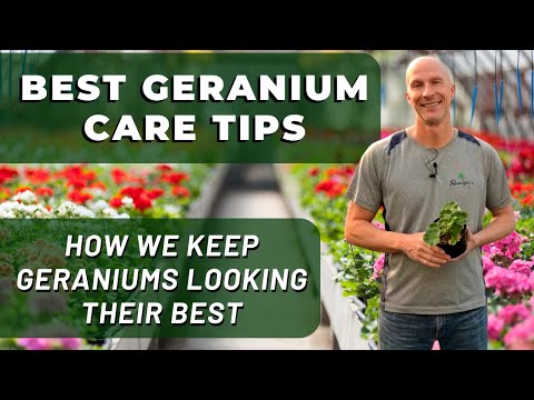 Best GERANIUM Care Tips - What We've Learned To Keep Geraniums Looking Their Best