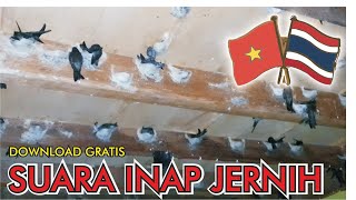 Download lagu Suara inap Burung Walet jernih Thailand vs Vietnam simak vidionya baru download di deskripsi mp3 Download lagu Suara inap Burung Walet jernih Thailand vs Vietnam simak vidionya baru download di deskripsi mp3