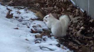 preview picture of video 'White Squirrel'