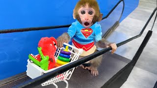 Monkey Baby Bon Bon rides supermarket escalator and plays in the water with puppy and duckling