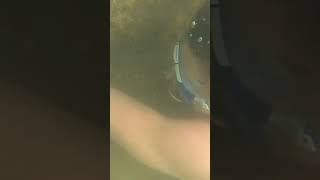 How to Noodle Catfish: step-by-step Noodling Guide! #Shorts