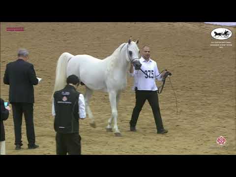 N 375 ASEEL AL JASSASIYA   Qatar National Arabian Horse Championship 2021   Stallions 4 6 Years Old