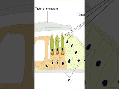 Understanding animal hearing #earth #documentary #animals