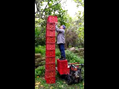 Lentini. ..torre di arance