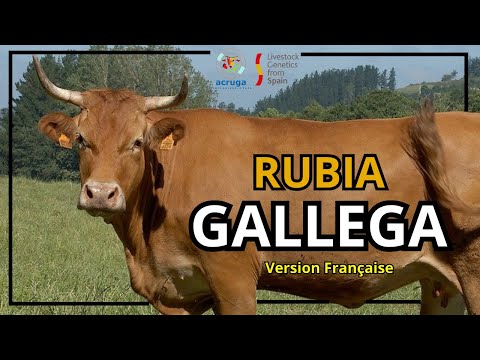 Livestock Genetics Form Spain - La Vache Rubia Gallega (ACRUGA)