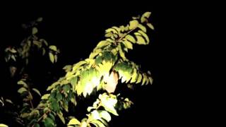 preview picture of video 'Chauve Souris Roussette dans les champs de cerisiers Australien'