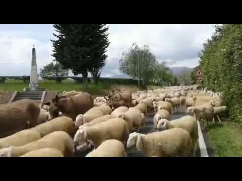 Transumanza a Pederobba