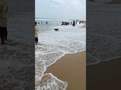 dog enjoy on beach 🏖️#shortsvideo#beach  #shortsyoutube