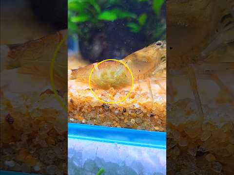 I Saved a Pregnant Shrimp 🦐 #shrimp #fish #aquarium #ytshorts #pets #animal #aquarium