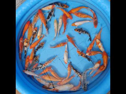 Video pregled koi ribe