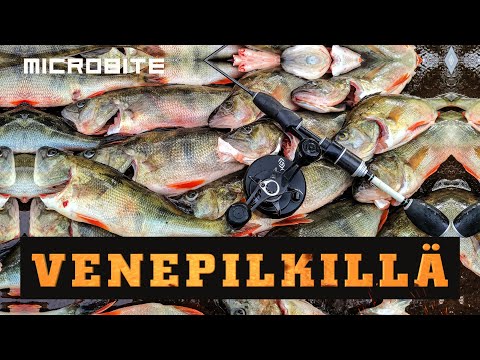 Olipahan ahventa tarjolla / Venepilkillä kylmässä pohjoistuulessa