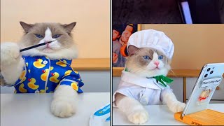 Download lagu Funny Animals Videos 2022 - Cute Animals Video #53 mp3