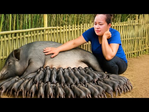 Take care of Little Newborn Piglets, Preparing Food For Mama Pig - Farm Daily Life