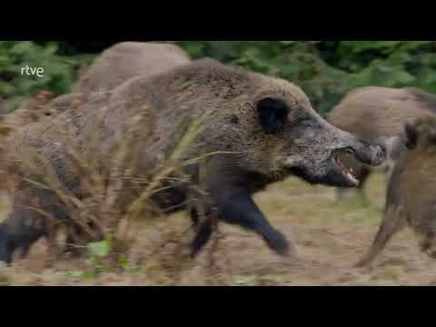 Documental completo. Los cerdos, animales inteligentes y su adaptabilidad.
