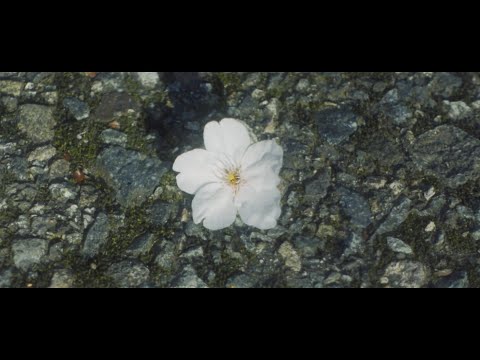 薬学科 北陸大学_桜_SAKURA2022