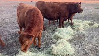 Download lagu Bigger than the backside of a barn #cow #hay #farmlife   mp3