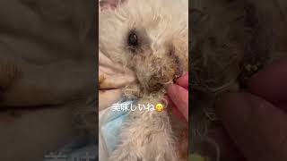 わんわんどら焼き#シニア犬との暮らし #トイプードル #元繁殖犬 #寝たきり #老犬介護 #老犬 #シニア犬との暮らし #ララちゃん #shorts
