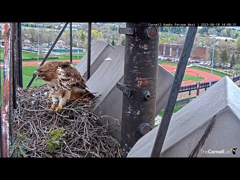 Sound The Alarm! Big Red Alerts, Takes Off From Cornell Hawks Nest | April 18, 2023