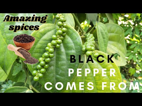 , title : 'Black Pepper Comes From | черный перец | ブラックペッパー | Plant | Tropical Spices | Piper Nigrum | Hailey'