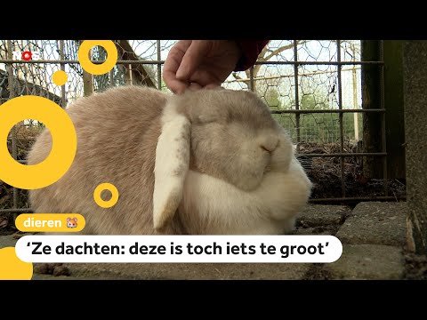 Whut?! Ontevreden dieven komen konijn ruilen