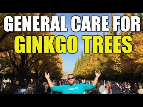 General Care For Ginkgo Trees - GINKGO EPISODE 7