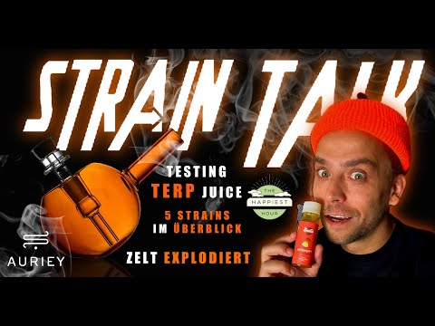 STRAIN TALK und Zelt EXPLODIERT! WHO IS AURIEY?