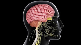 Physiology |CNS | Motor |  lecture 5 | part 2 | Cerbeullum | Dr.Nagi | Arabic