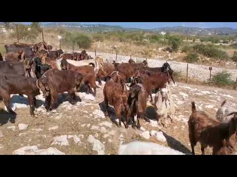 , title : 'Κατσίκια Δαμασκού Κύπρος 2020/ Damascus Goats Cyprus 2020'