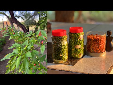 Así Curtimos los Chiltepines en Sonora (en Vinagre y Sal) - La Herencia de las Viudas