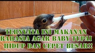 Download lagu Cara Merawat Anak Tupai Dijamin Hidup Dan Cepat Besar mp3