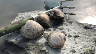 How to find HARD CLAMS on Long Island