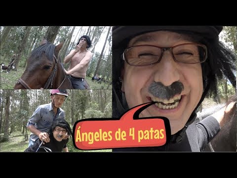 prostata di cavallo prostata di cavallo