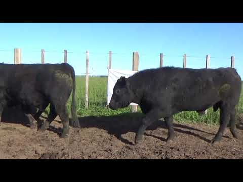 Lote 4 Toros, Lavalleja