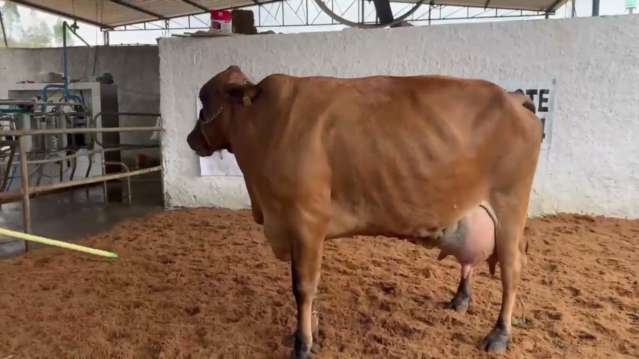 LOTE 34