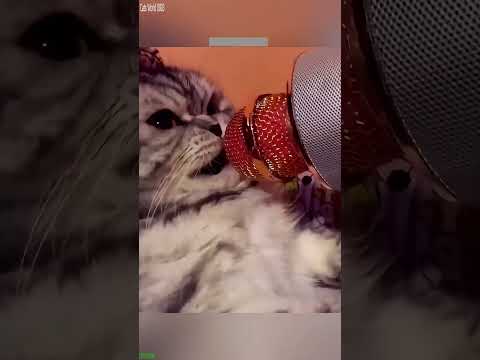 Cute Animals 🐕 funny cats fighting 🐈‍⬛ # Ep 3090