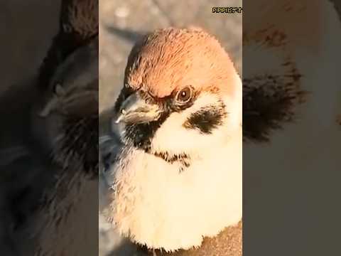 スズメの巣箱の遊び方 野鳥を呼ぶ庭の置き場所