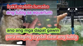 BAKIT MABILIS LUMABO ANG TUBIG SA AQUARIUM / ANO ANG MGA DAPAT GAWIN PARA MAGING CRYSTAL CLEAR