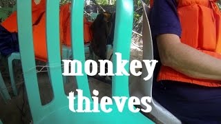 preview picture of video 'FUNNY MONKEY THIEF'