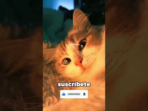 Misterio Dentro Del Pez 🐟