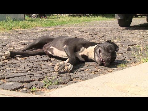 Hogyan zabálhat egy gyermeket egy év alatt