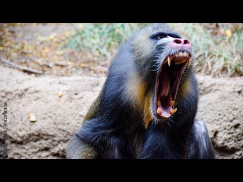 Don’t Mess around a Mandrill !! Mandrill attack Dangerous than a lion 
