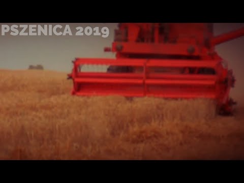 ☆ ŻNIWA 2019 ☆ PSZENICA ☆ URSUS C360 + BIZON Z056 ☆