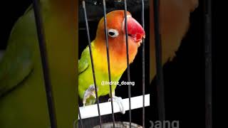 Download lagu lovebird figther _gaya gigit jeruji mp3