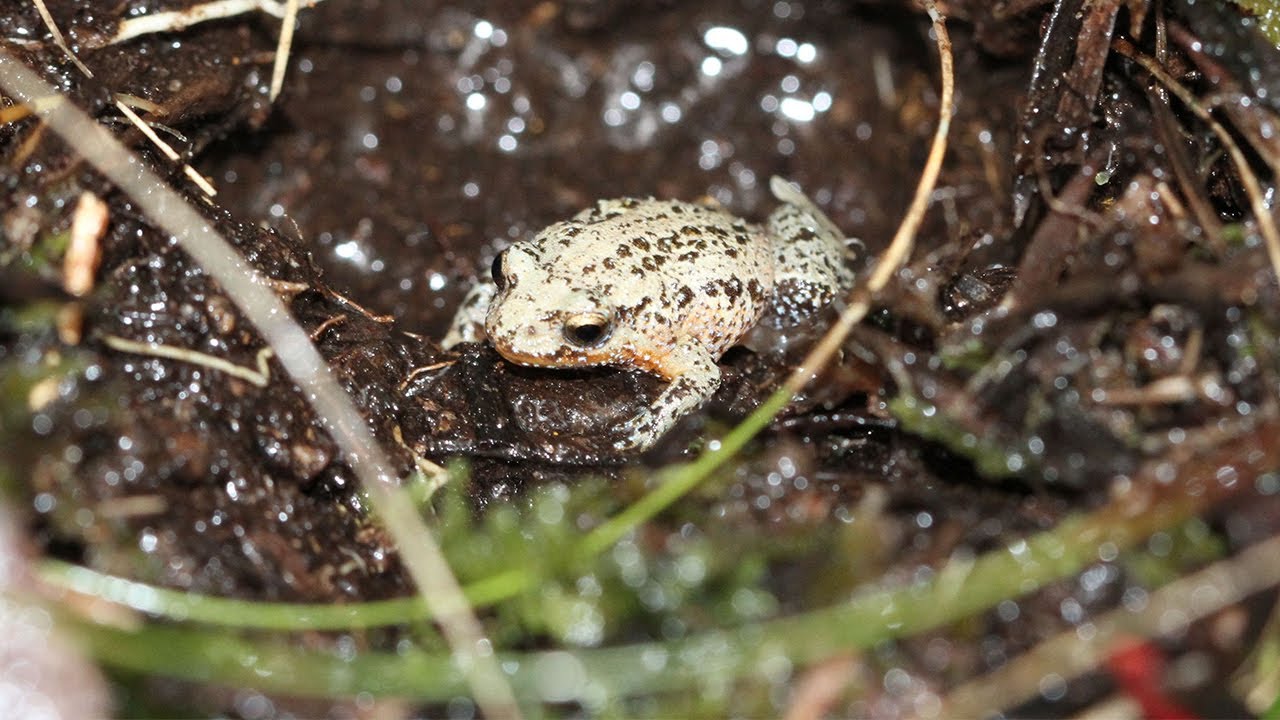 Helping to save the white-bellied frog