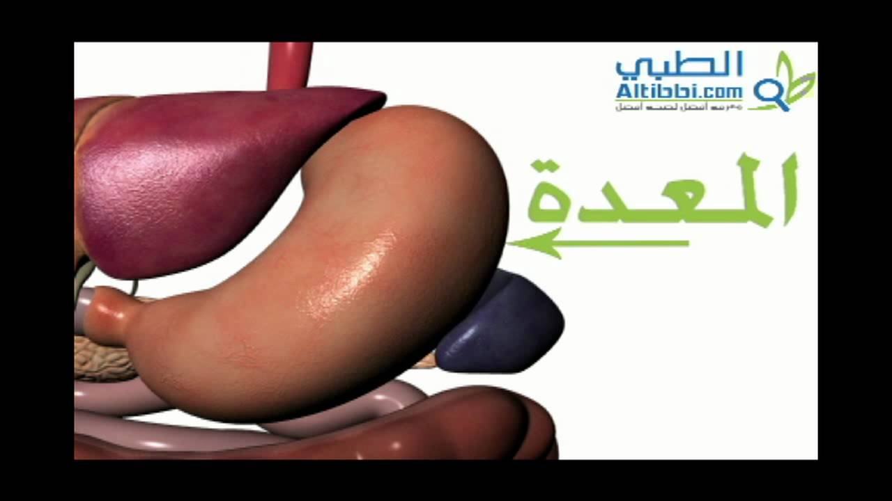 اجزاء الجهاز الهضمي The digestive system