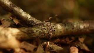 preview picture of video 'CANON 60D + Helios 44-2 w/ Slider - The Forest HD'