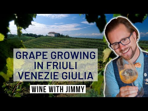 WSET Level 4 Diploma D3 Italy Friuli part 2 - Grape Growing