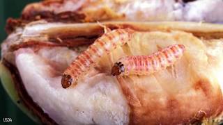 Strange Creatures Created by Scientists