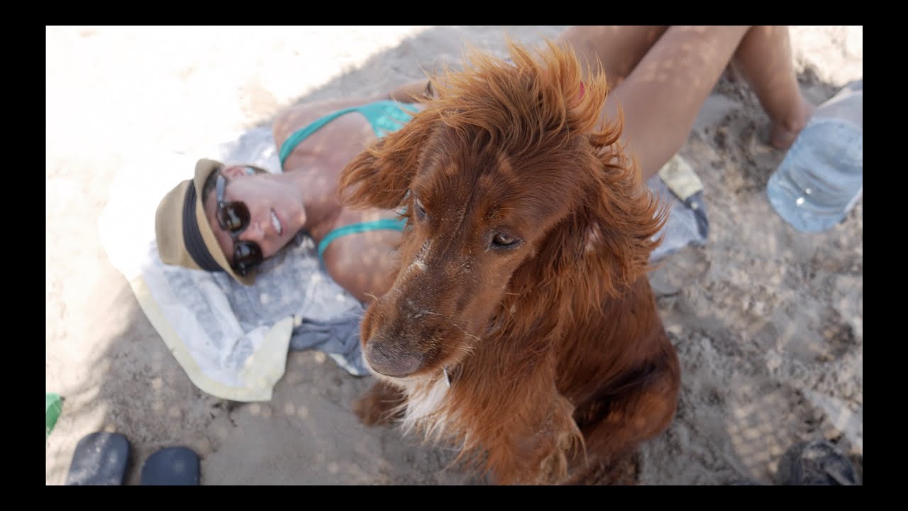 SAILING - Meet Red the Irish Setter SAILOR DOG - Ep. 26