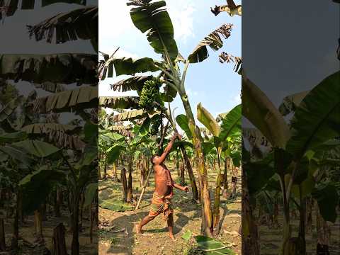 How bananas are cut, food (3665) 😱 #shorts #viral #fruit #banana